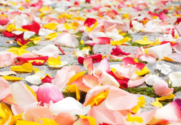 可以和他結婚嗎_rose-petals-693570