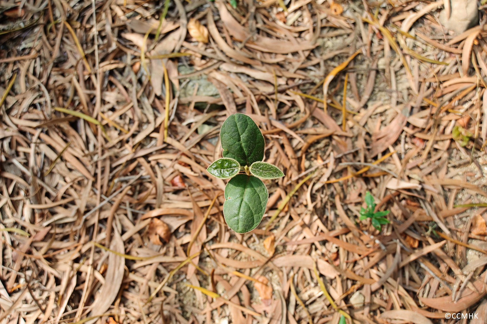 當疾病死亡_full-3975