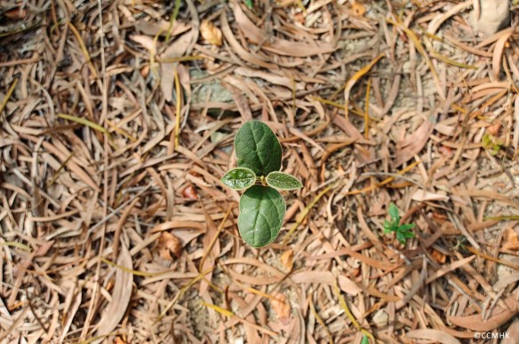 當疾病死亡_full-3975