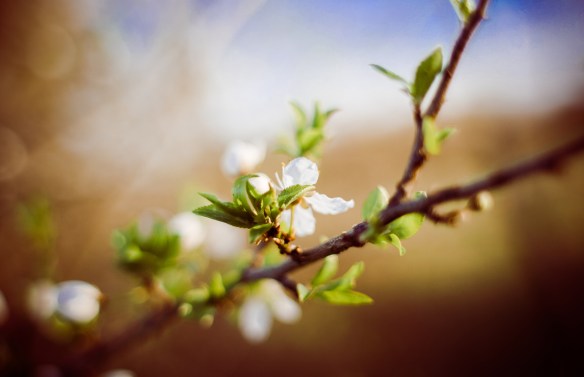 White flower on branch