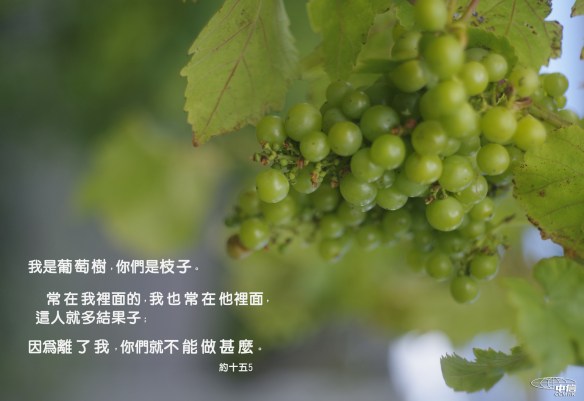 盼望_葡萄樹與枝子